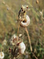 Image of Heath Snail