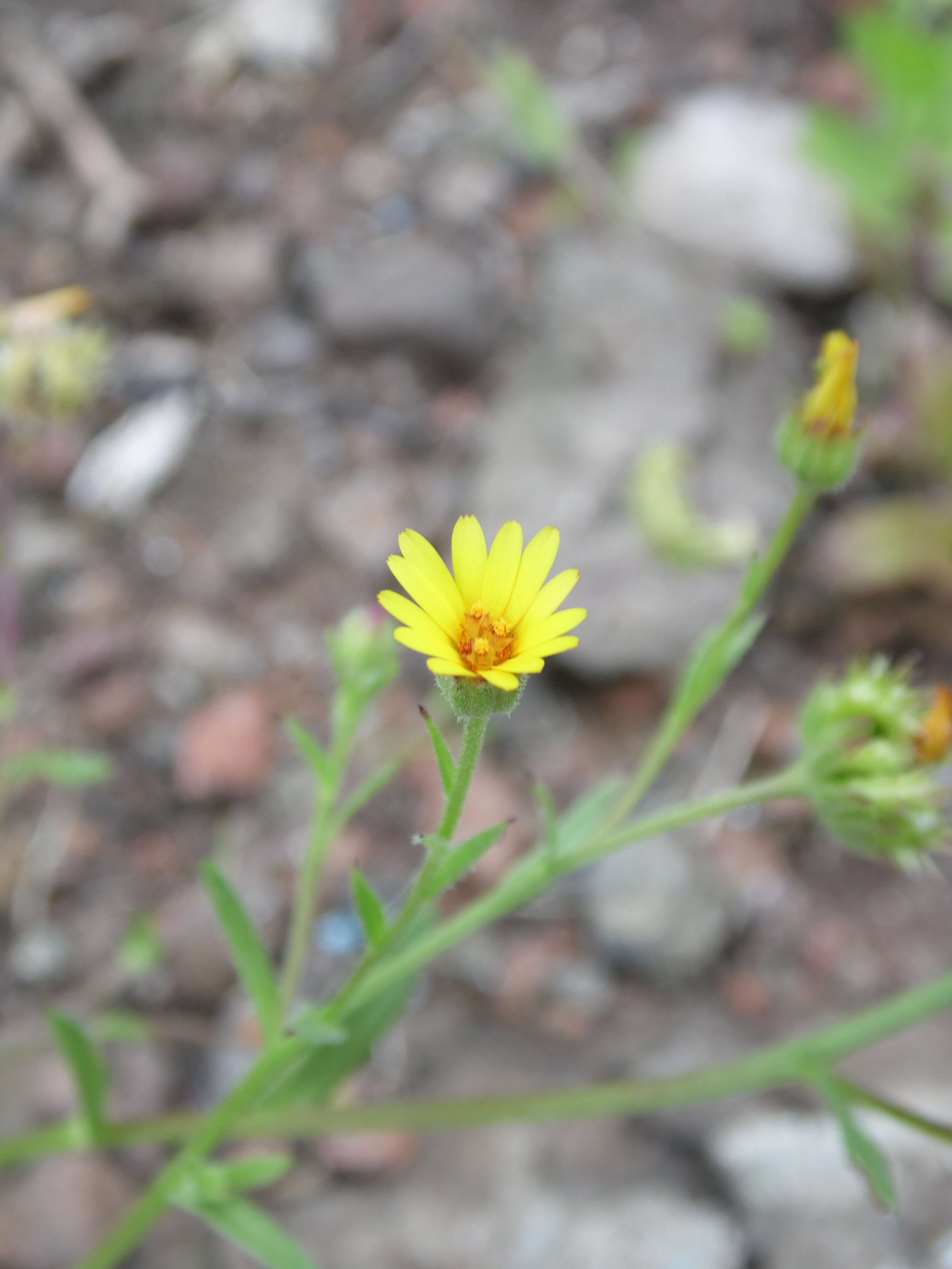 Image of field marigold