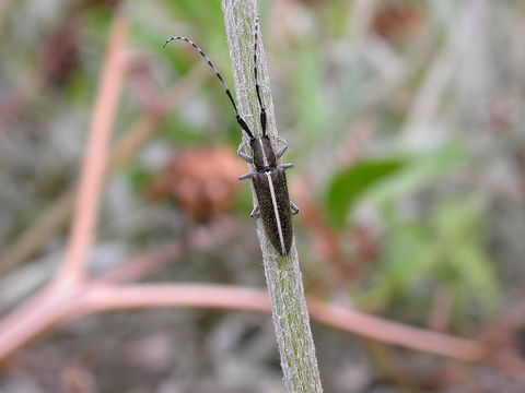 Image of <i>Agapanthia cardui</i> (Linné 1767)