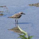 Image of Greater sand plover