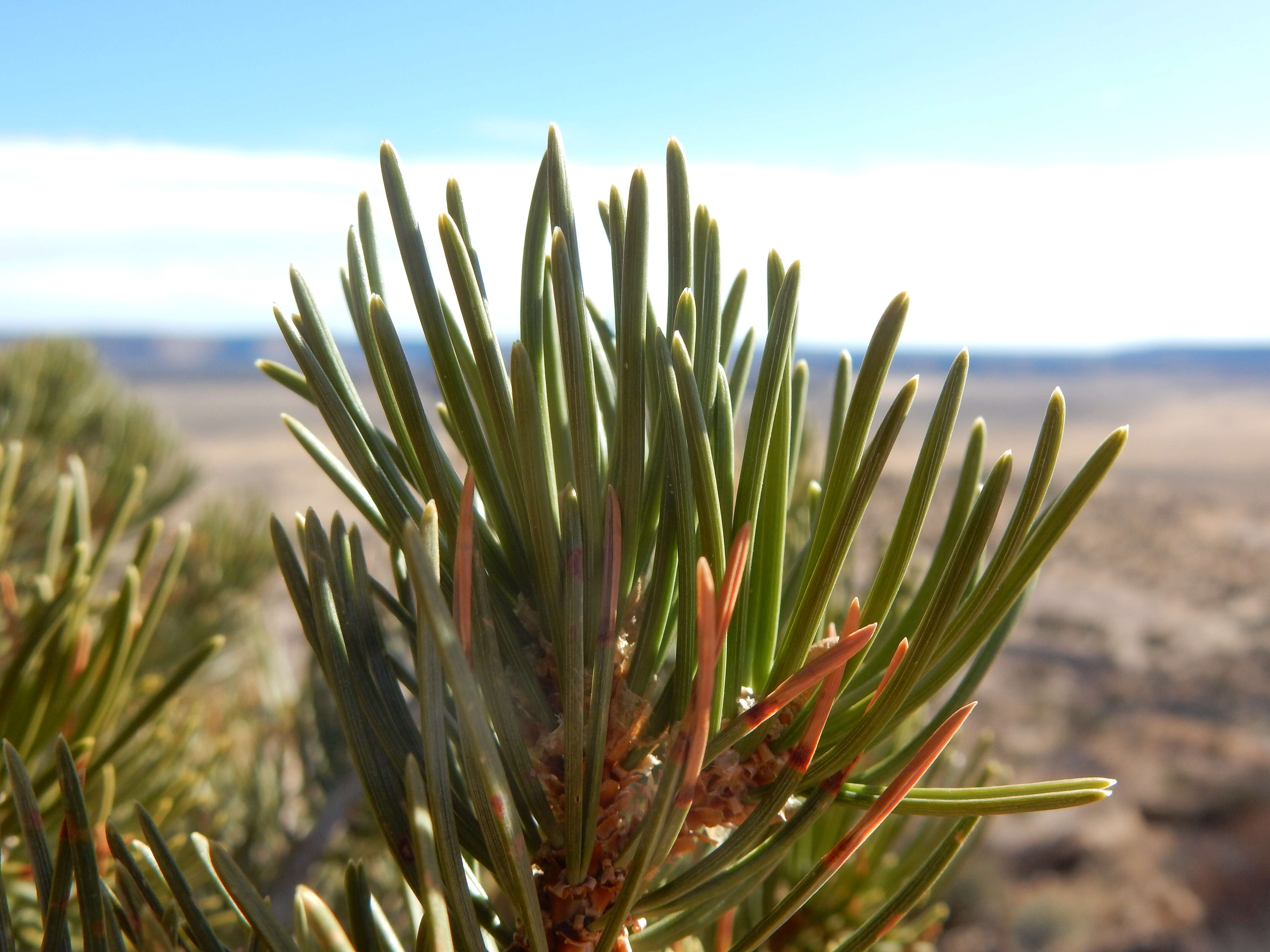 Image of Colorado Pinyon