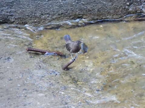 Image of Brown Dipper