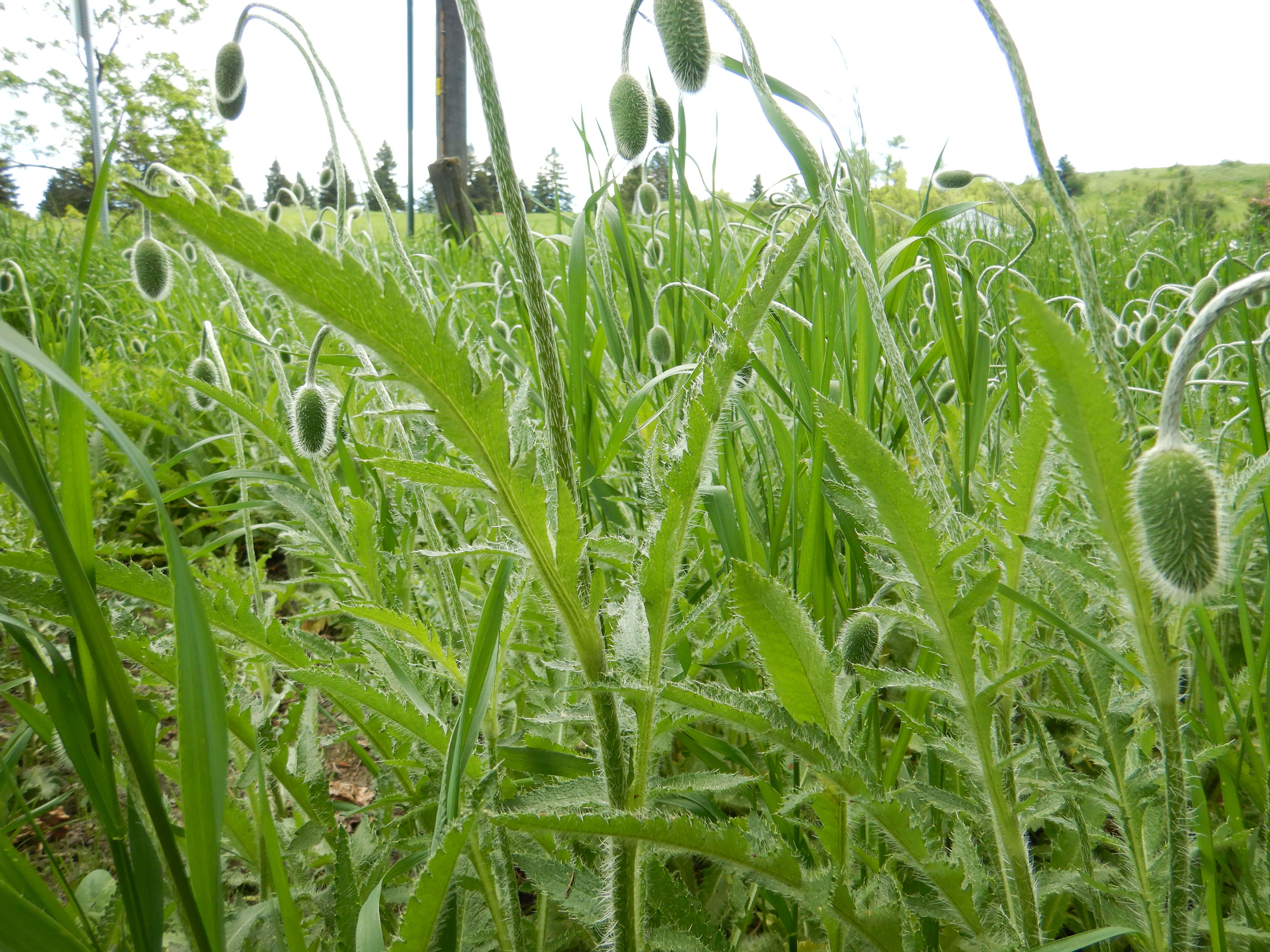 Image of Oriental poppy