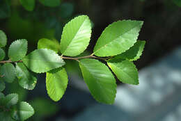 Image of Chinese elm