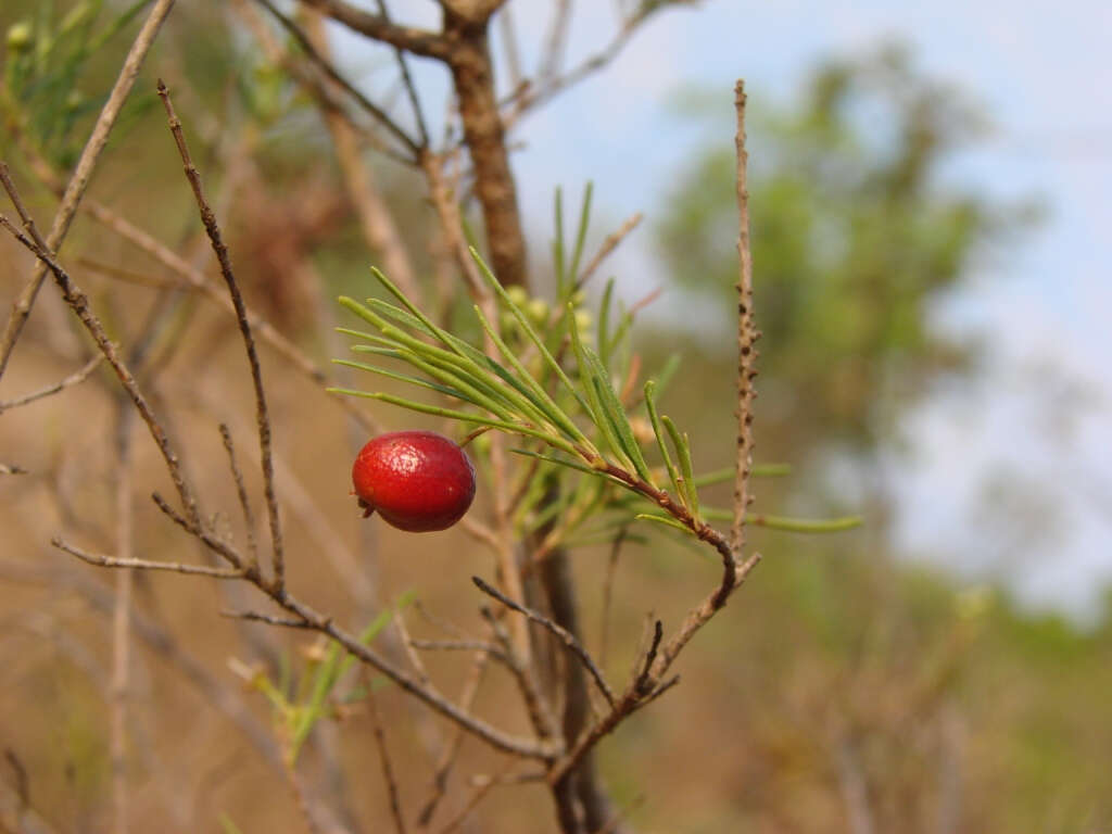 Image of Eugenia angustissima Berg