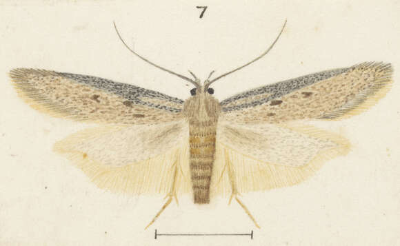 Image of Kiwaia schematica Meyrick 1886