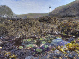 Image of giant green anemone