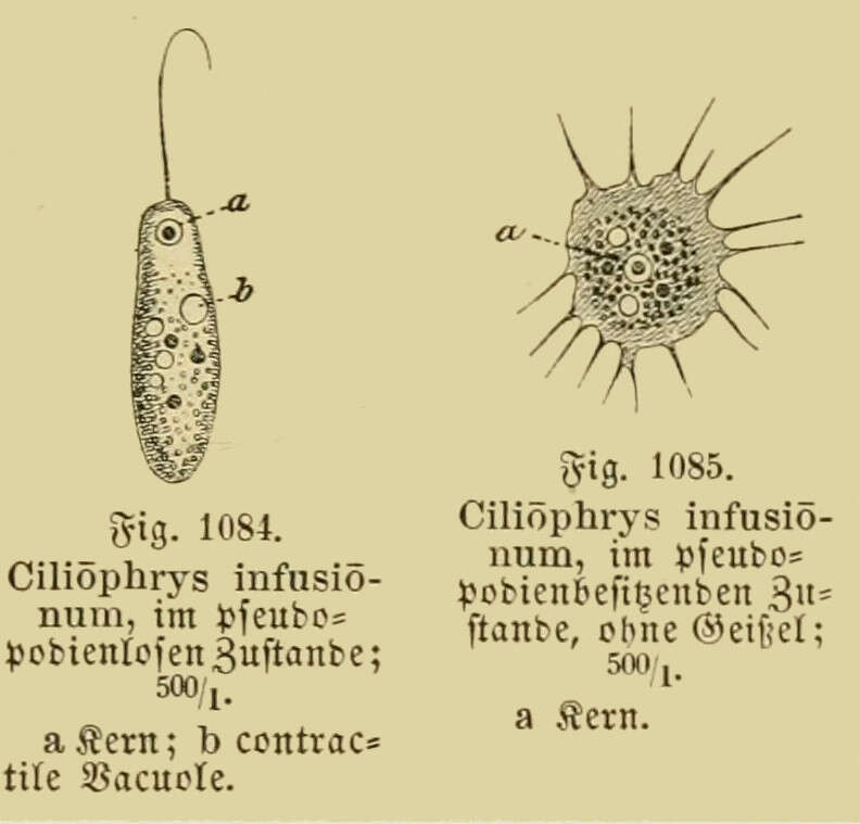 Image of Dictyochophyceae