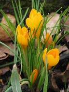 Image of Crocus gargaricus Herb.