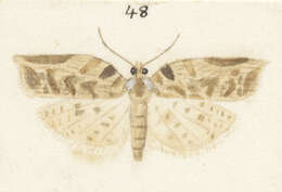 Image of brindled bell moth