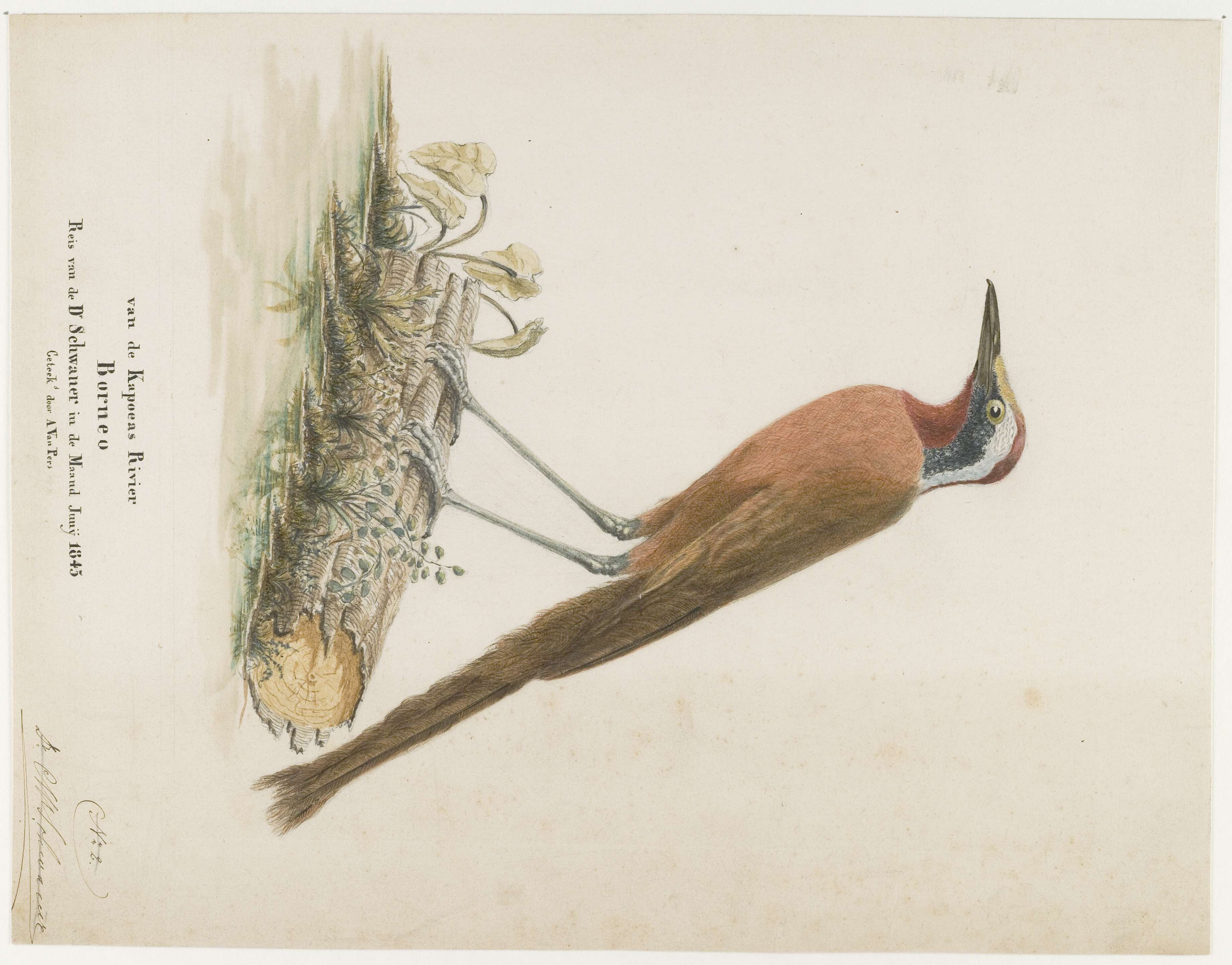 Image of Eupetes Temminck 1831