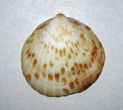 Image of Tucetona pectinata (Gmelin 1791)