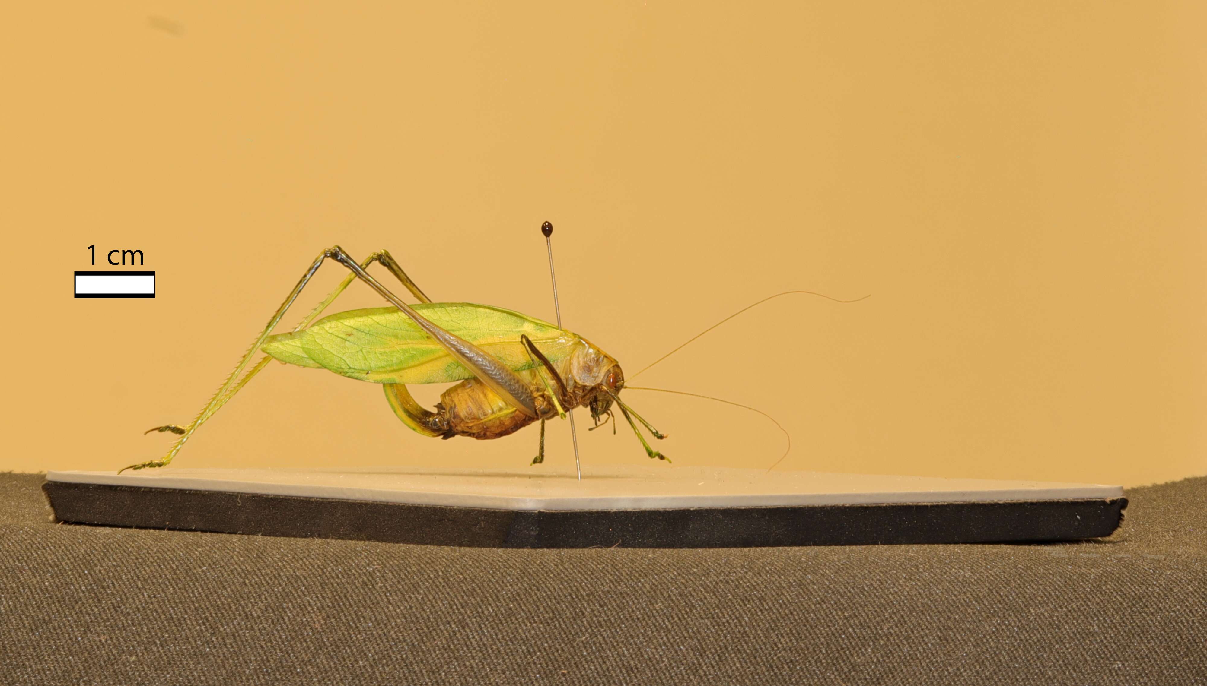 Image of Fork-tailed Bush Katydid