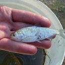 Image of Bony Bream