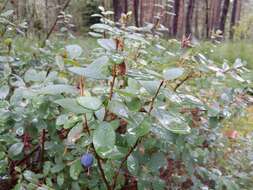 Image of alpine bilberry