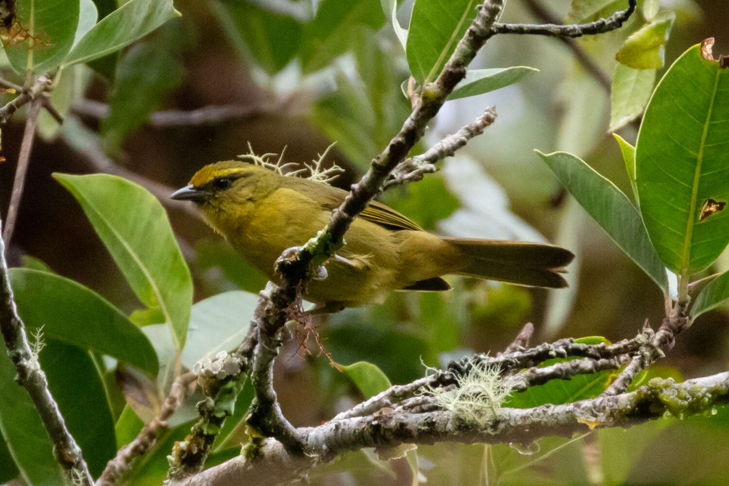 Imagem de Sphenopsis frontalis (Tschudi 1844)