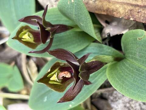 Image of Large bird orchid