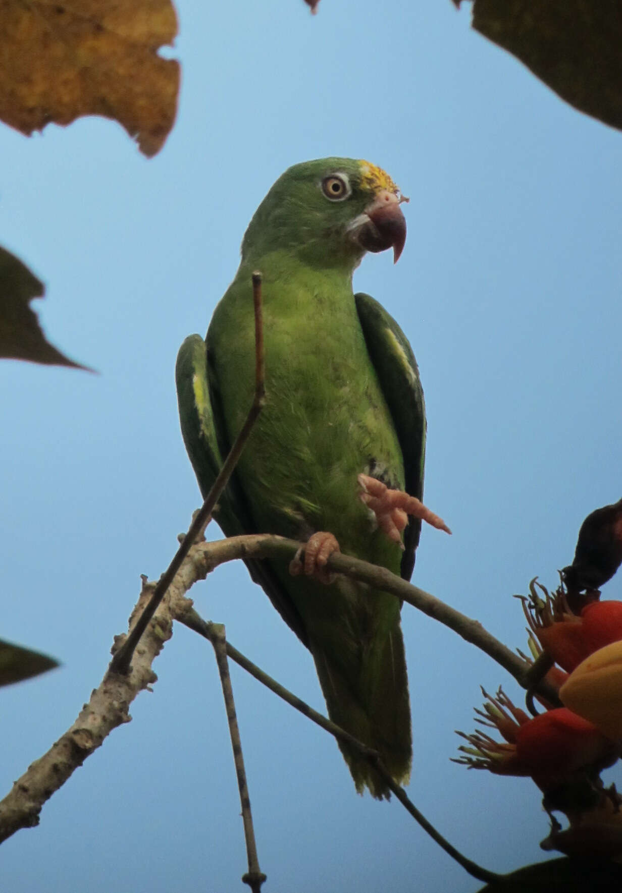 Image of Tui Parakeet