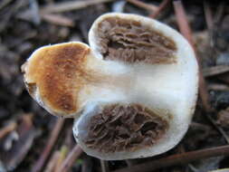 Image of Pholiota nubigena (Harkn.) Redhead 2014