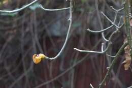 صورة Pereskia grandifolia Haw.