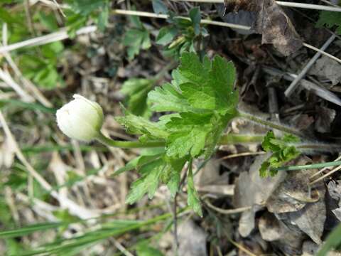 Image of Snowdrop Anemone