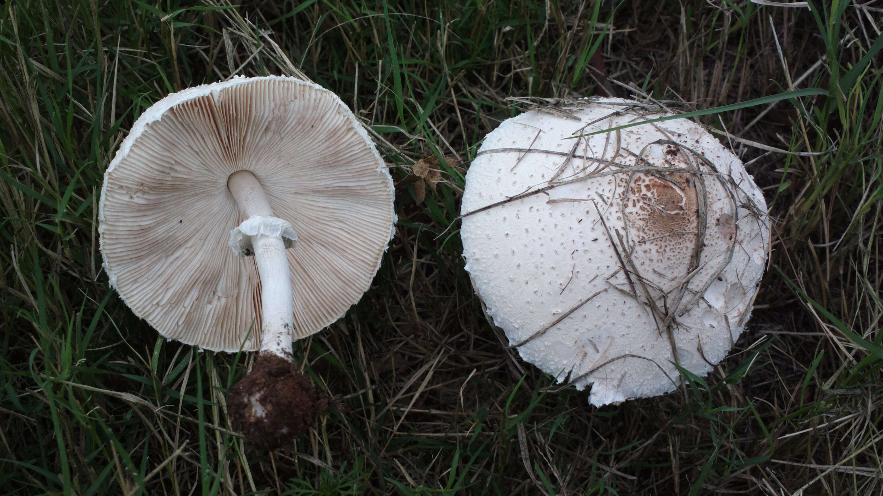 Слика од Macrolepiota zeyheri Heinem. 1962