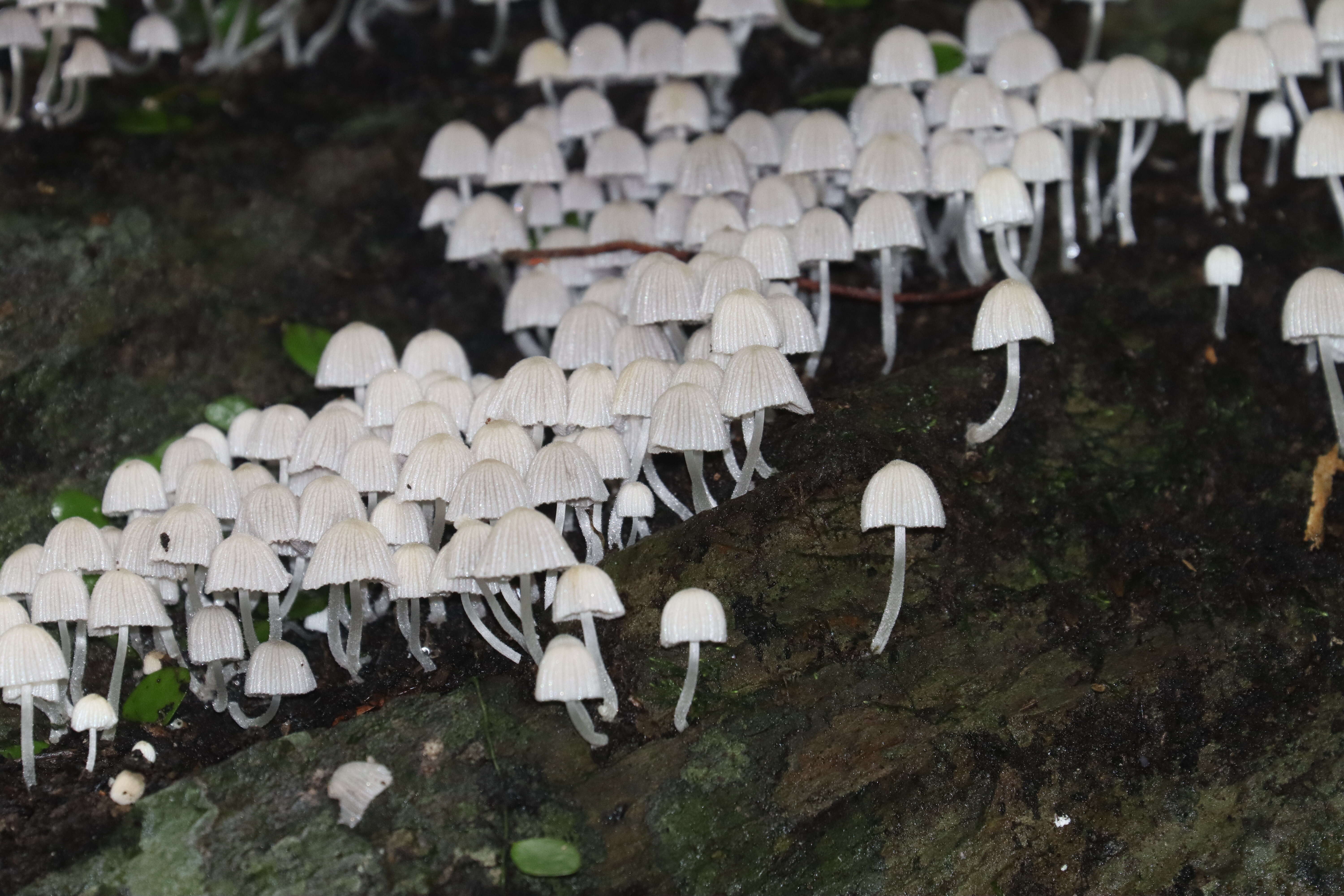 Image of Trooping Inkcaps