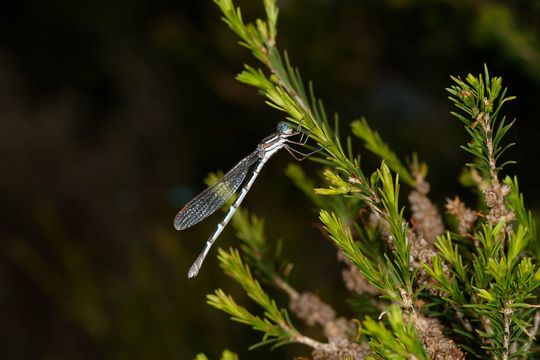 18.https www inaturalist org photos 2949621.580x360