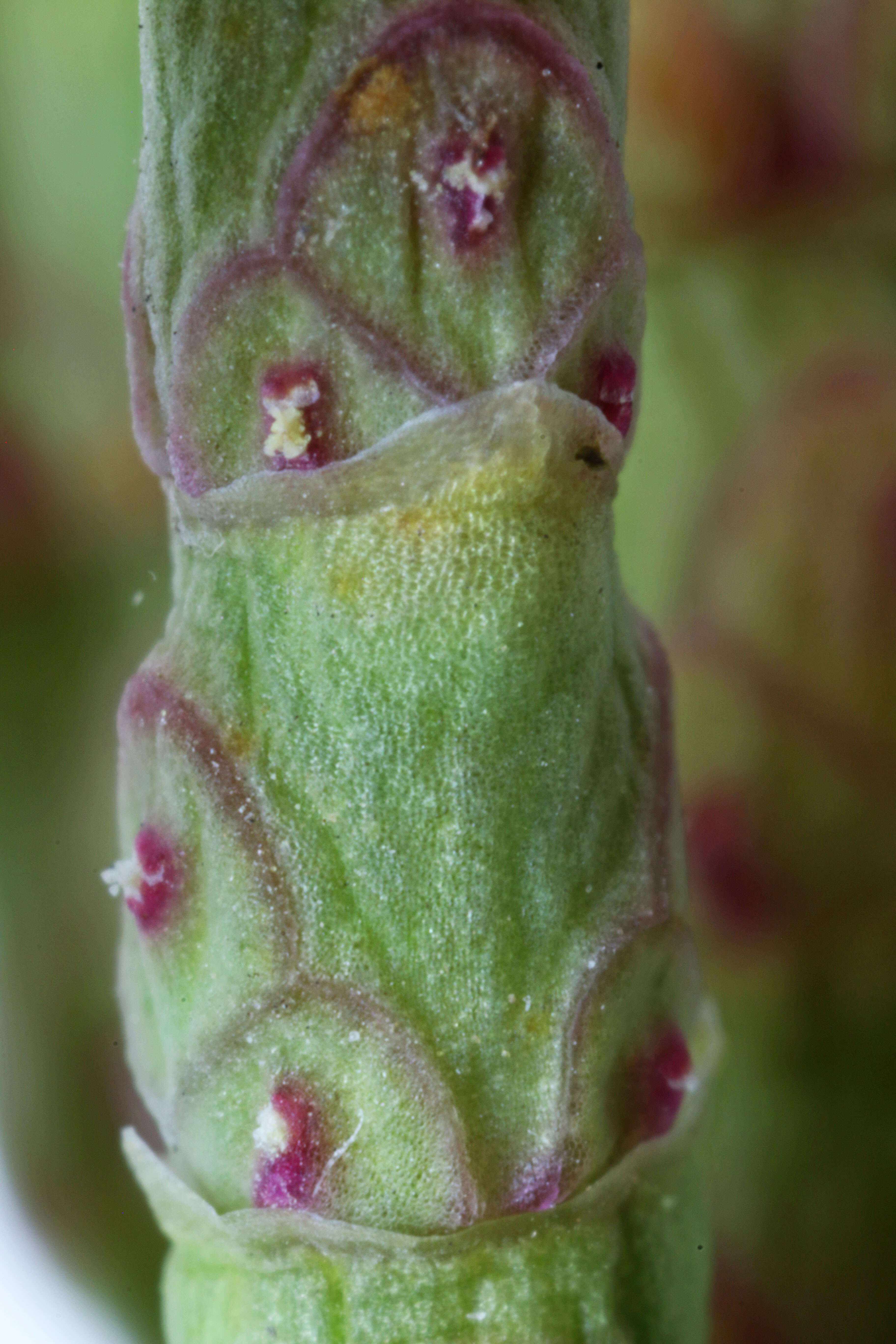 Image of red samphire