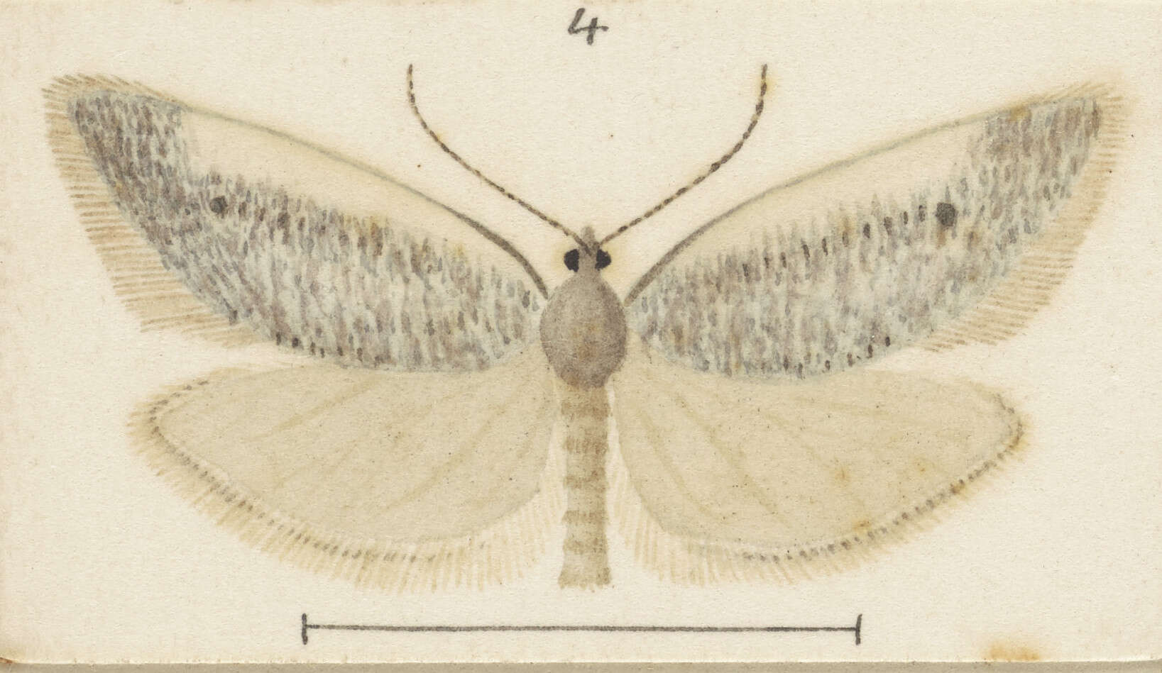 Image of Ericodesma melanosperma Meyrick 1916