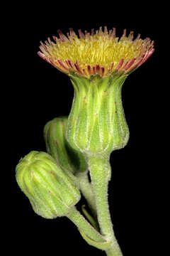 Image of Sonchus wilmsii R. E. Fr.