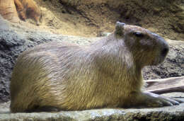 Image of Capybaras