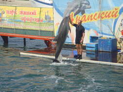 Image of Black Sea bottlenose dolphin