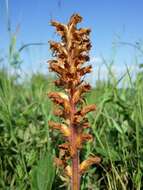 Image of oxtongue broomrape