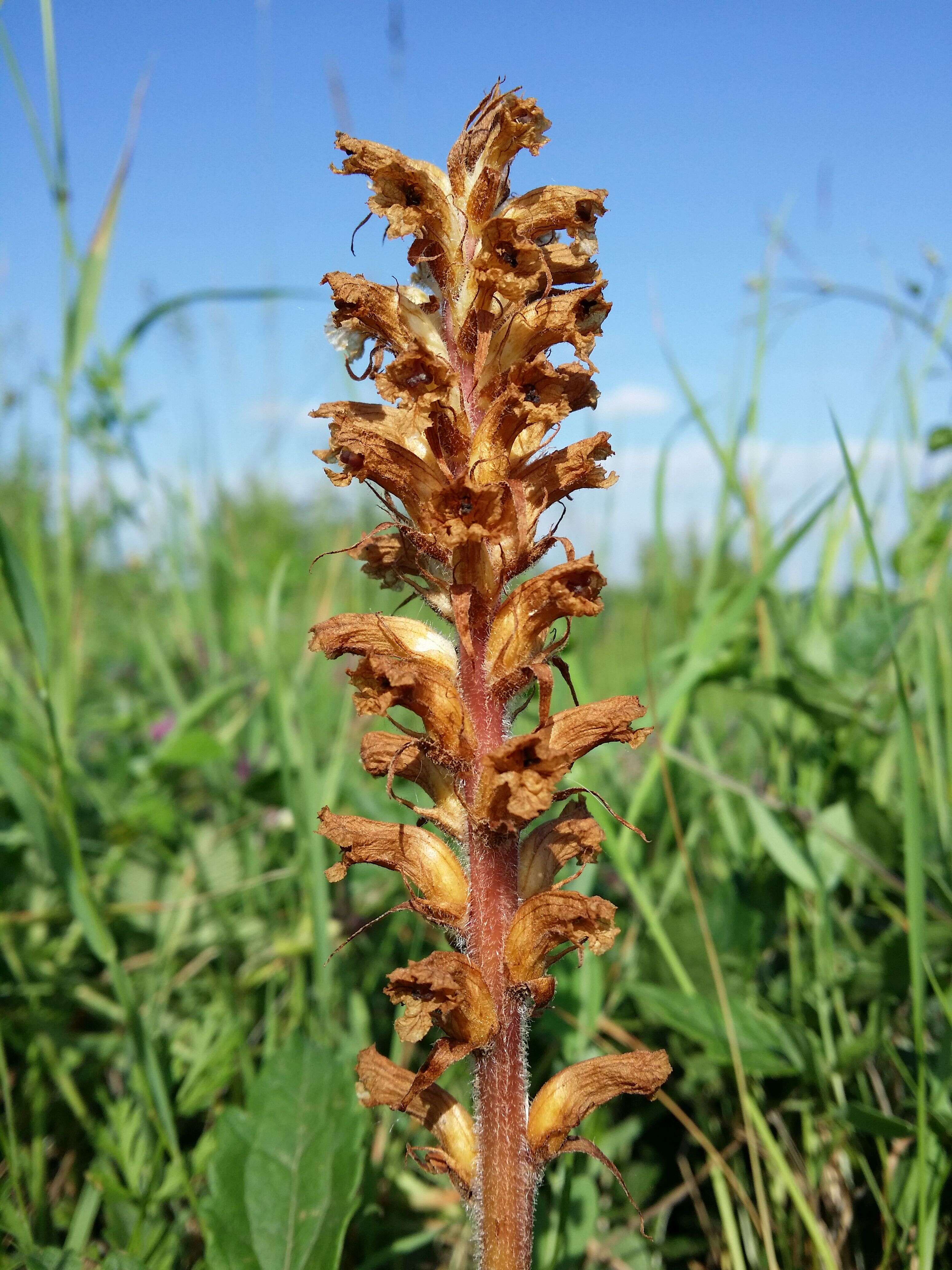 Image of oxtongue broomrape