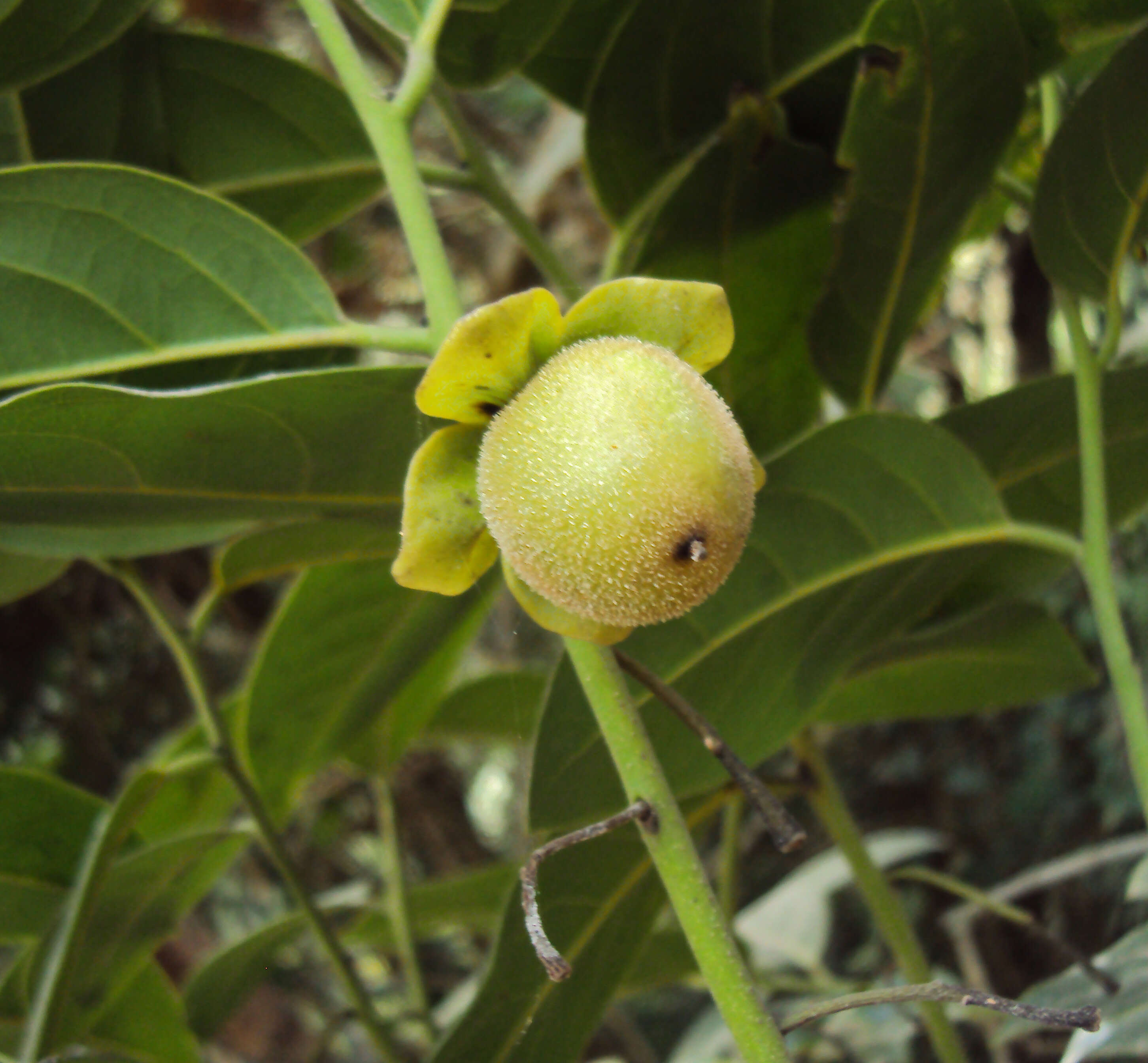 Image de Diospyros paniculata Dalzell