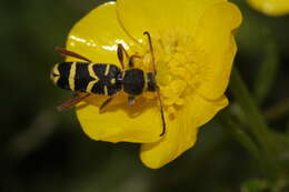 Image of Wasp beetle