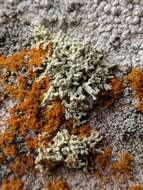 Image of Shrubby rim-lichen;   Rim lichen