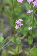 Image of Centaury