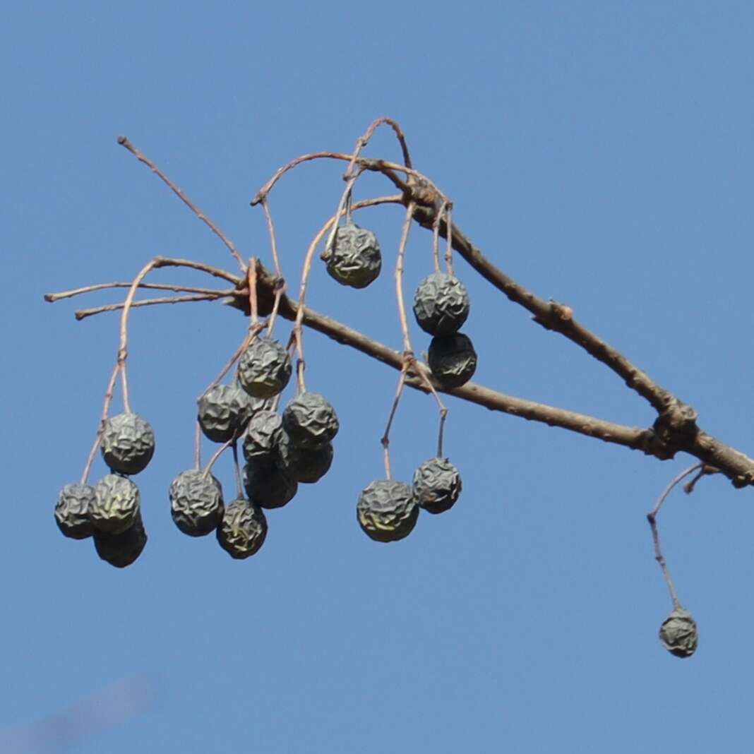 Image of Chinese Fringetree