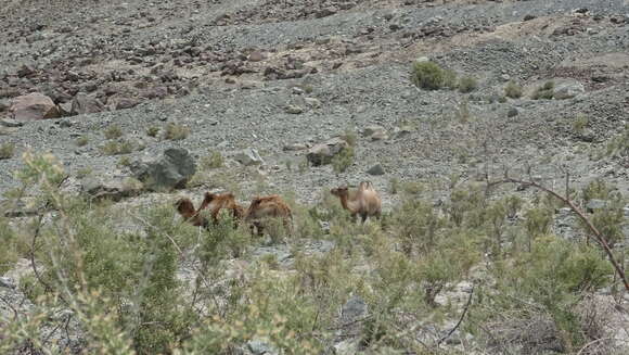 Image of Bactrian camel