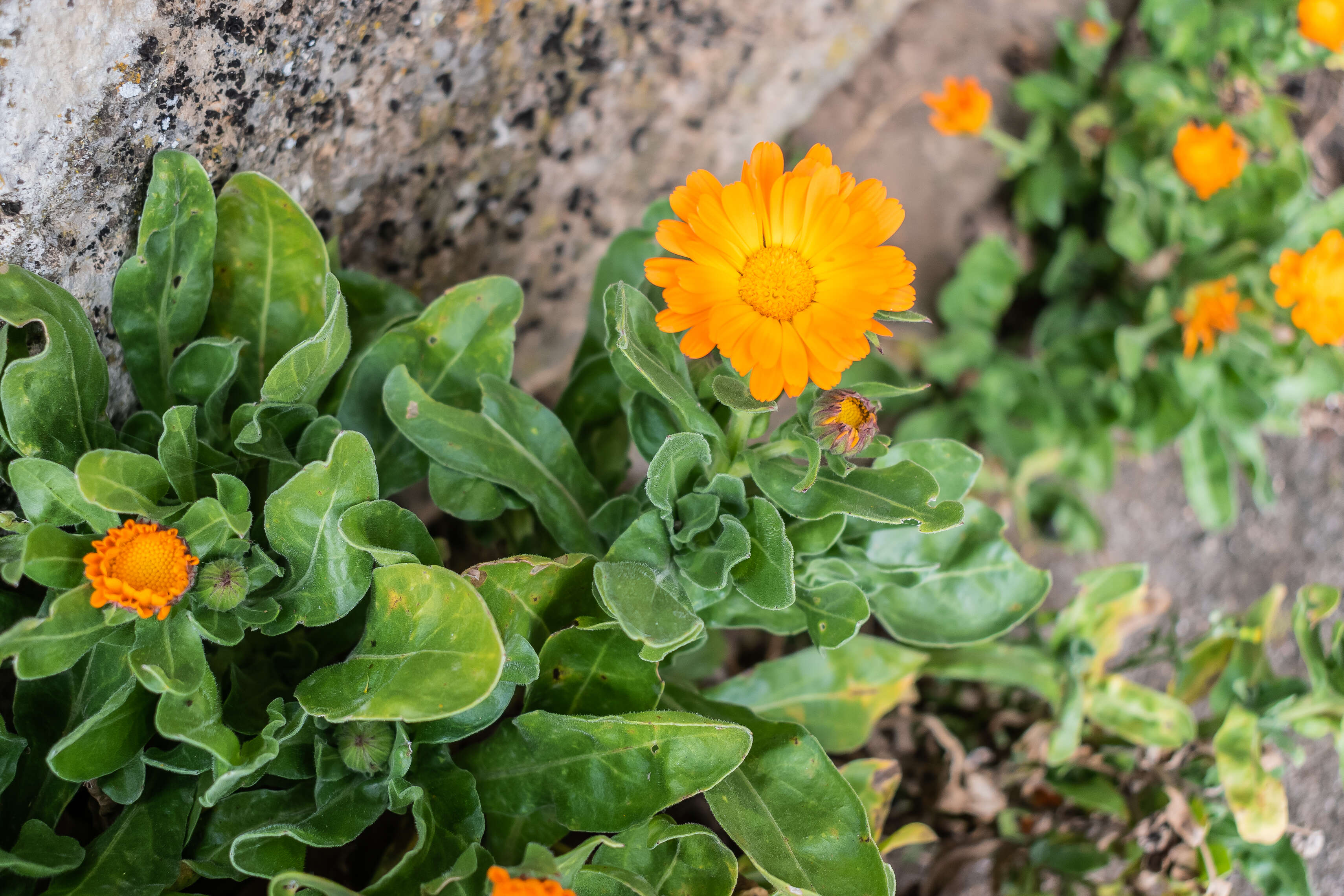 Image of pot marigold