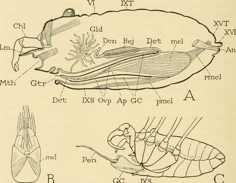 Image of Daddy-long-legs