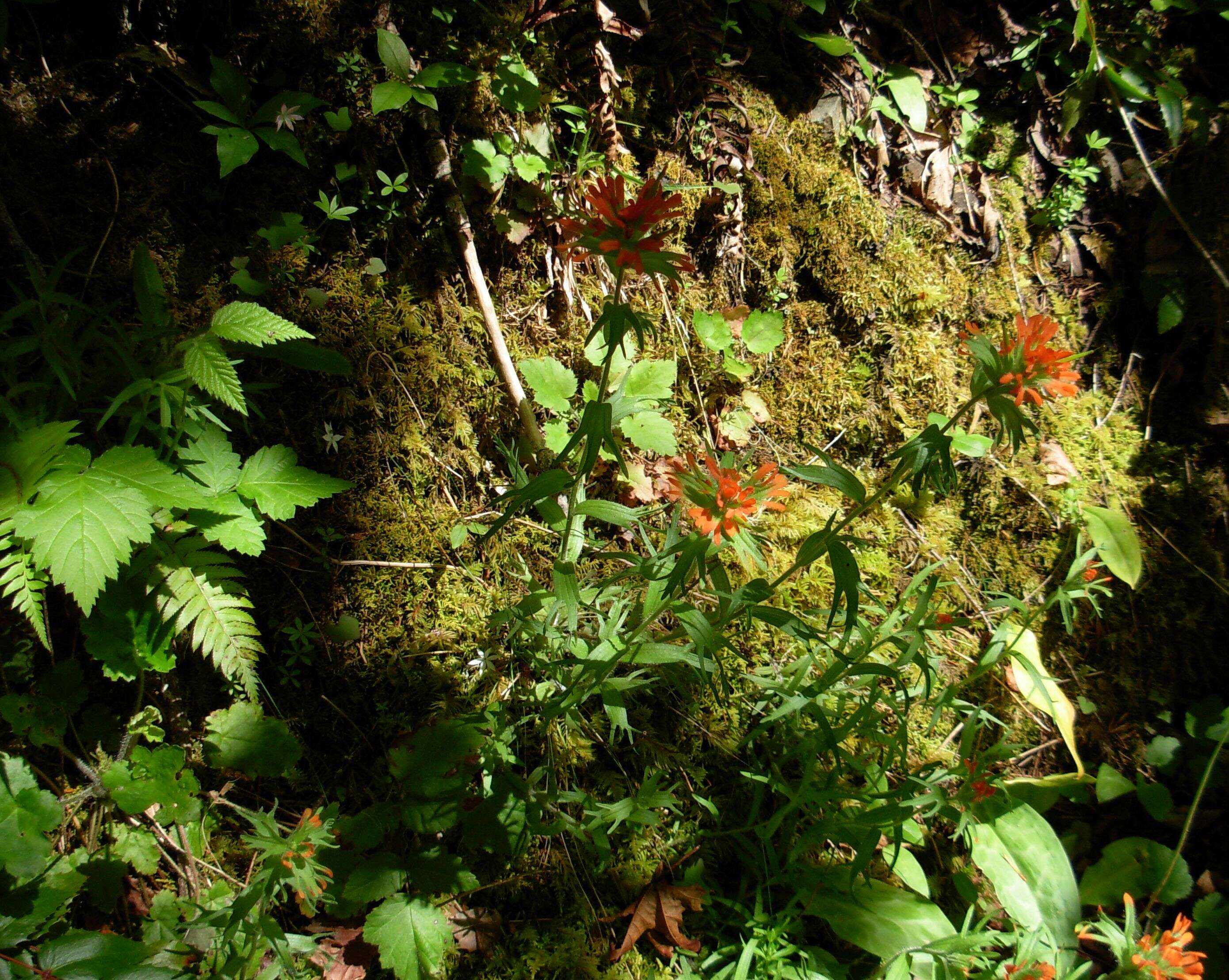 Image of harsh Indian paintbrush