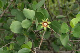 Image of Apple Mangrove