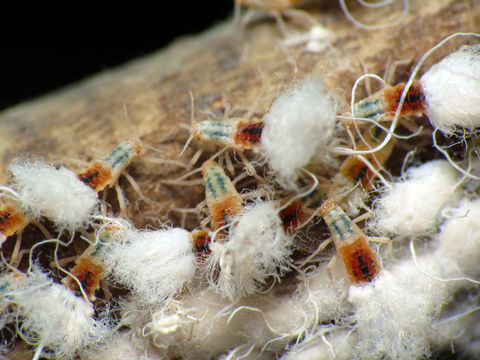 18.https www inaturalist org photos 2954564.580x360