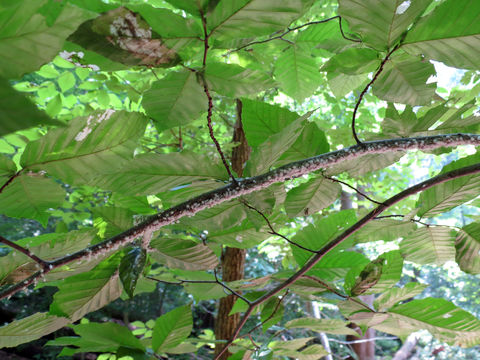 18.https www inaturalist org photos 2954567.580x360