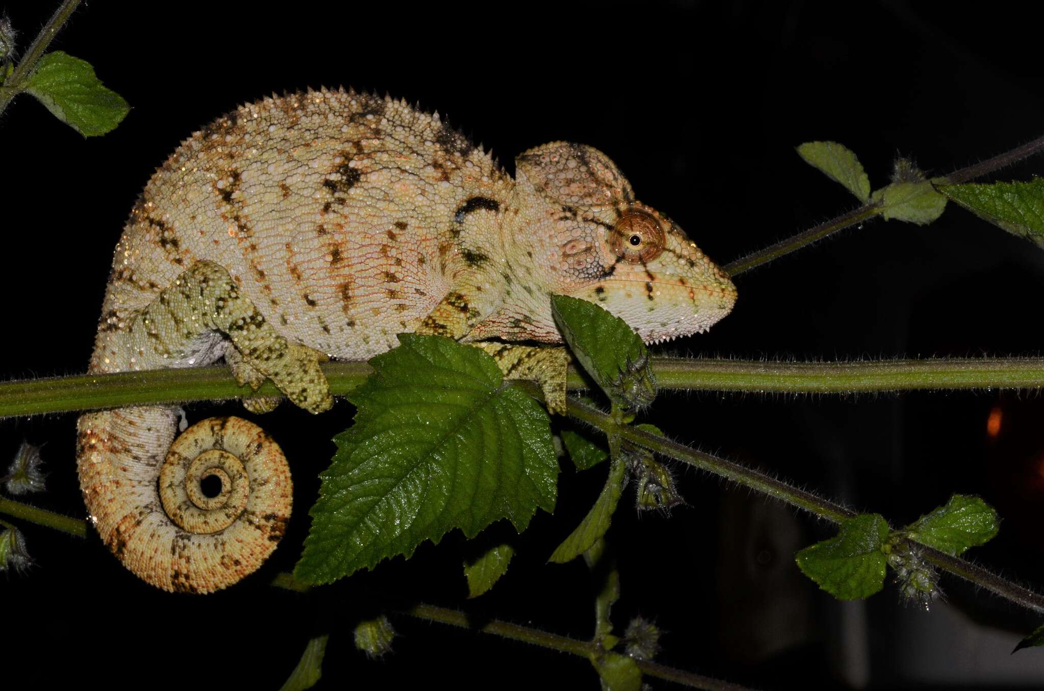 Image of Malagasy Giant Chameleon