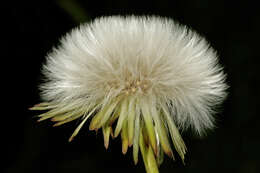 Image of Sonchus wilmsii R. E. Fr.