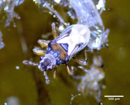Image of Velvet water bug